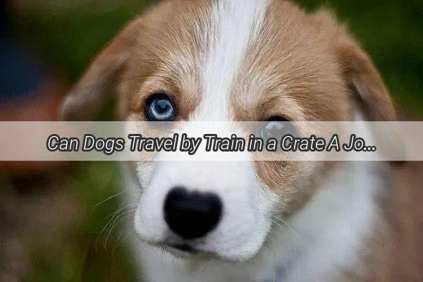 Can Dogs Travel by Train in a Crate A Journey of Paws and Rails